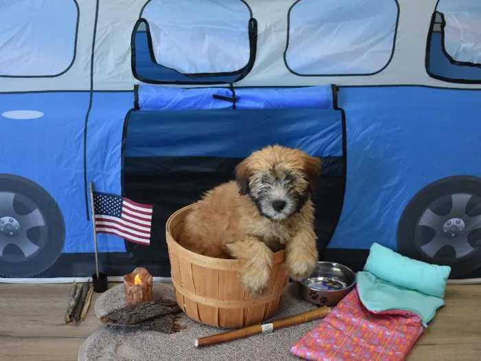 Soft Coated Wheaten image