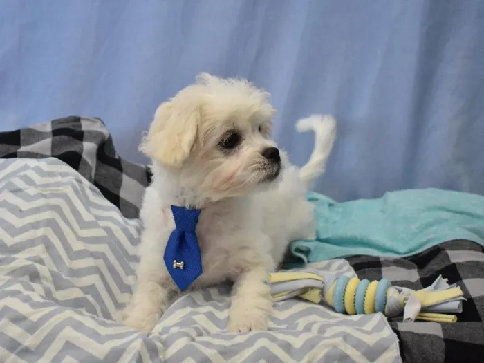 Male Pekachon Puppy for sale