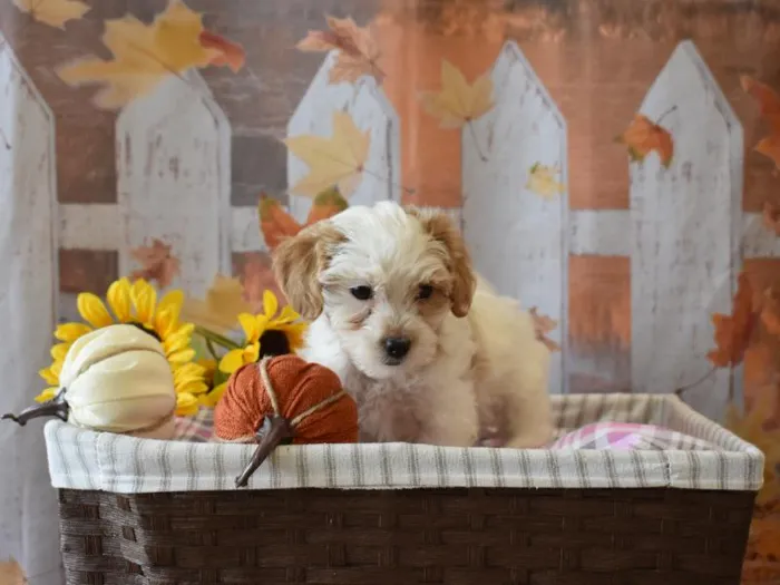 Female Hava-Apso Poo Puppy for sale