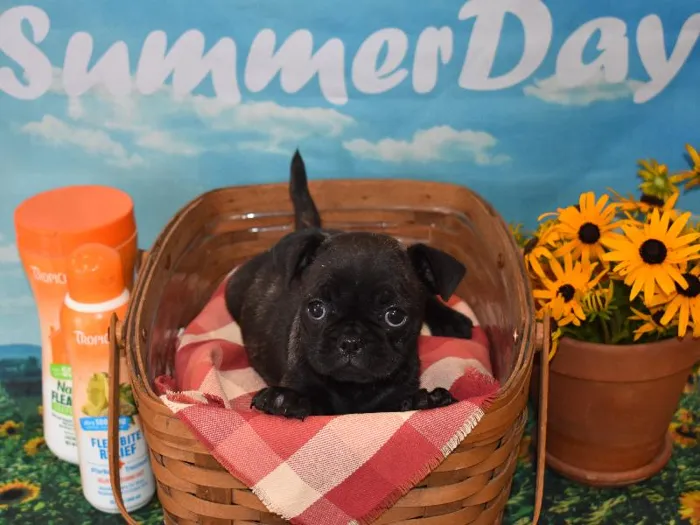 Female Frug Puppy for Sale in Winchester, VA