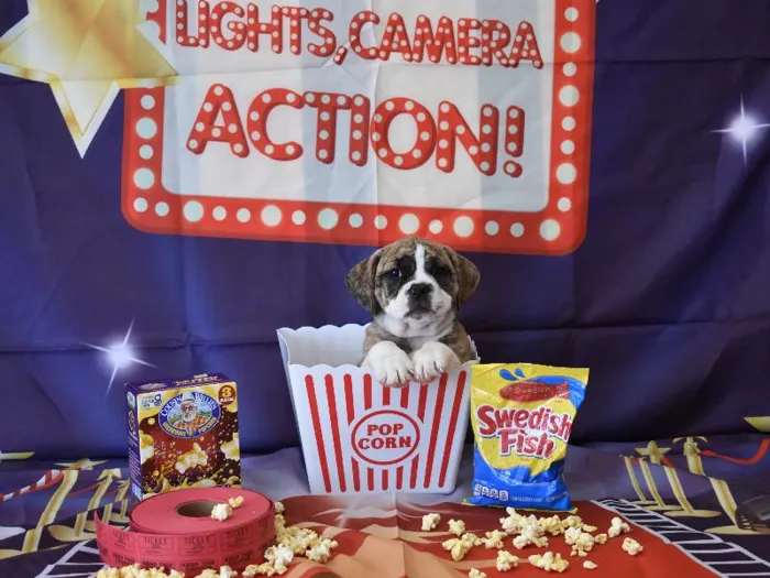 Female Beabull Puppy for Sale in Winchester, VA