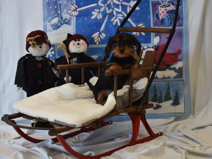 Female Dorkie Puppy for Sale in Winchester, VA