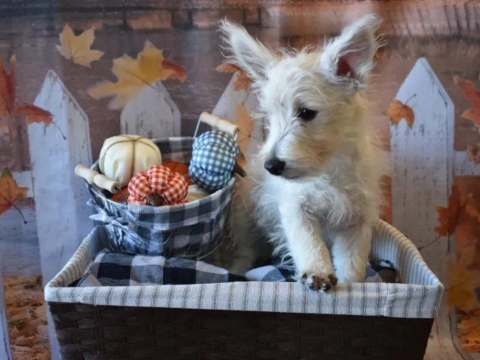 West Highland Terrier image