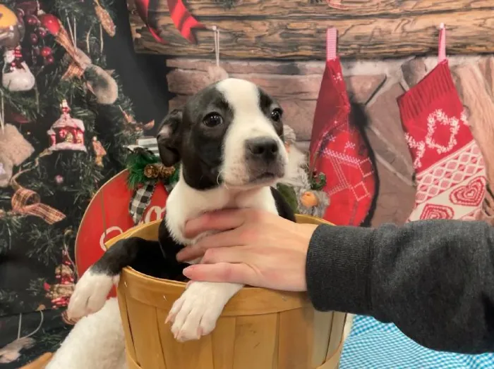 Male Foxton Terrier Puppy for sale