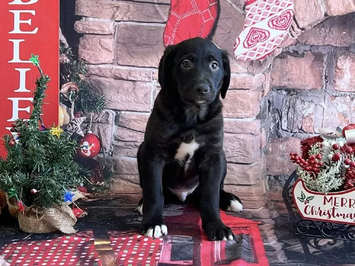 Male Golden Retriever-Collie-Australian Cattle Puppy for Sale in Winchester, VA