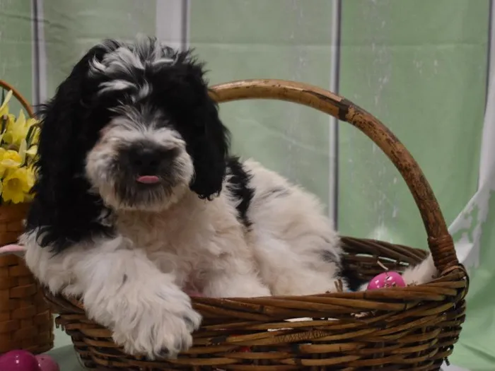 Male Akita-Mini Poodle Puppy for sale