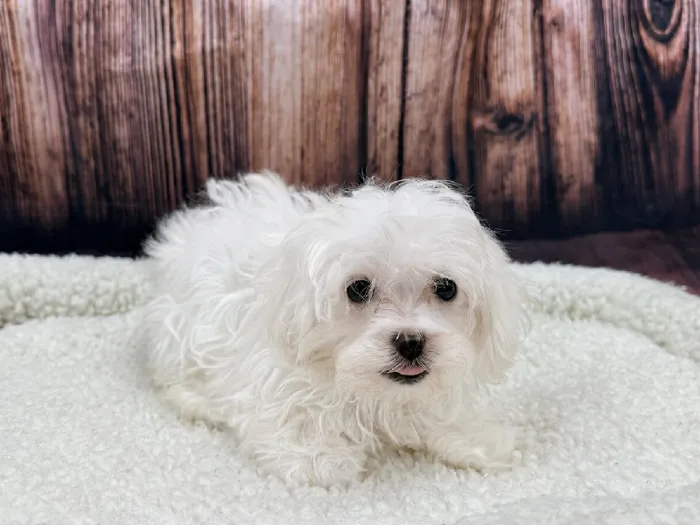Female Maltese-Shipoo Puppy for Sale in Winchester, VA image