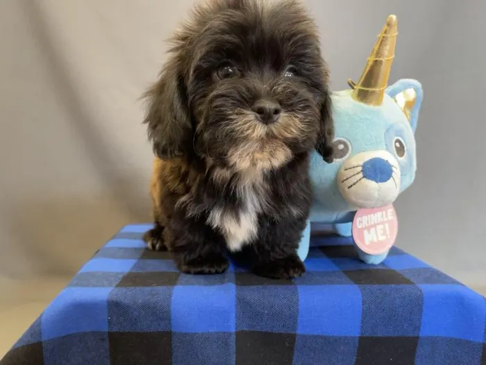 Male Teddy Bear (Shihchon) Puppy for sale