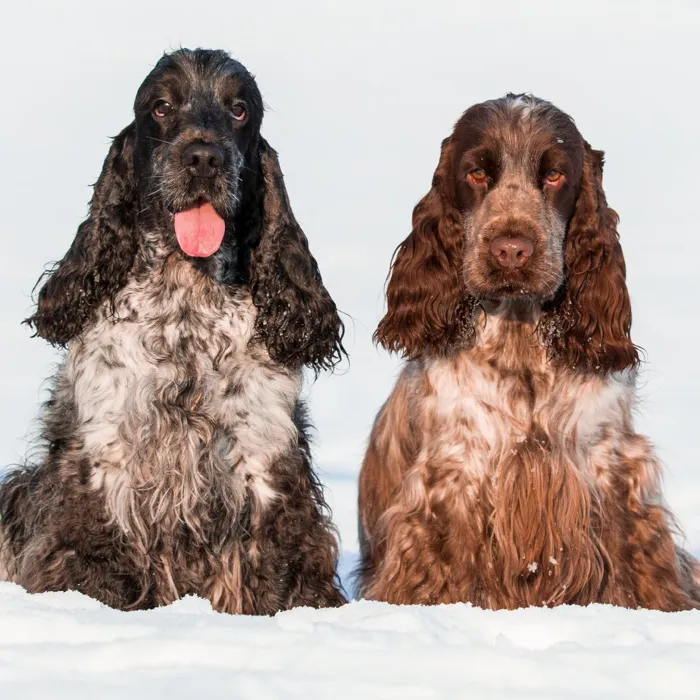 English Cocker Spaniel Puppies for Sale