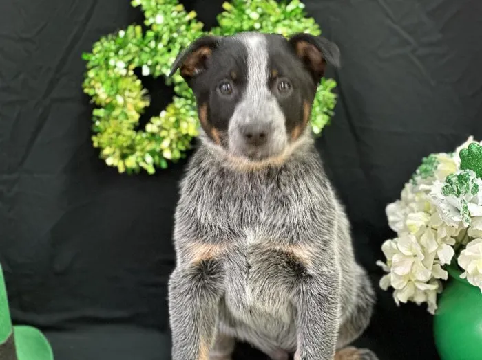 Male Blue Heeler Puppy for Sale in Winchester, VA