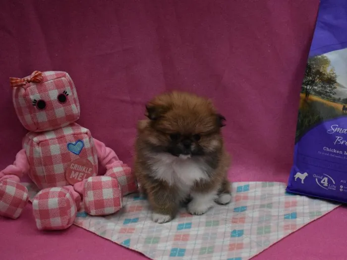 Female Peekapom Puppy for sale