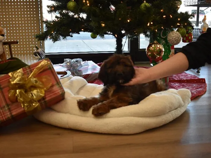 Male Mini Saint Berdoodle Puppy for sale