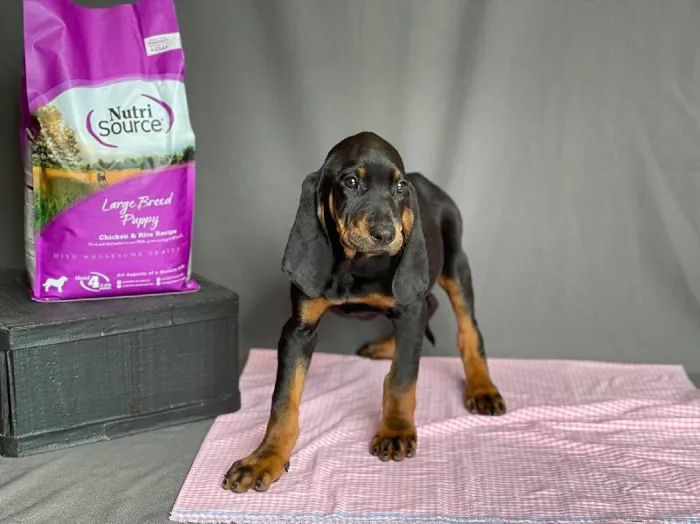 Female Black and Tan Coonhound Puppy for sale