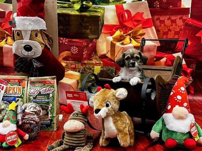 Female SCHWEENIE Puppy for Sale in Winchester, VA