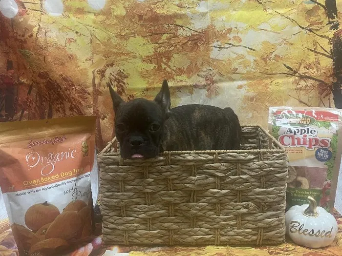 Male Frenchton Puppy for Sale in Winchester, VA