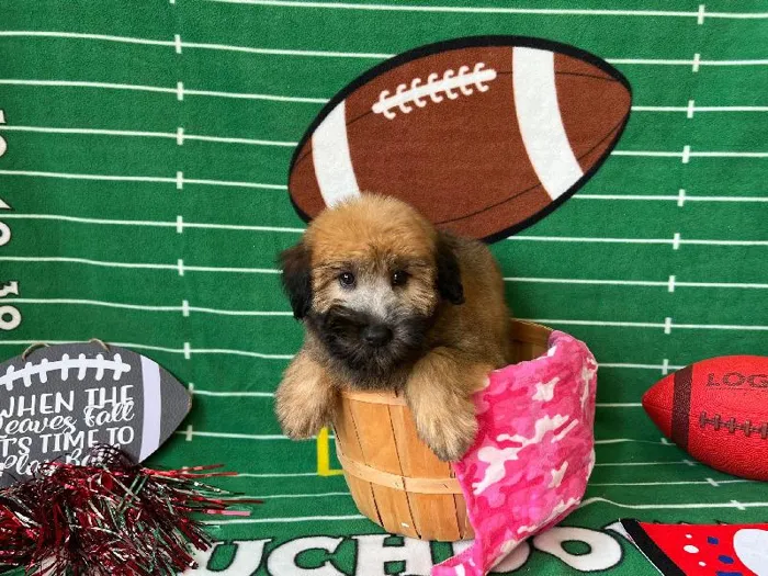 Female Soft Coated Wheaten Puppy for Sale in Winchester, VA