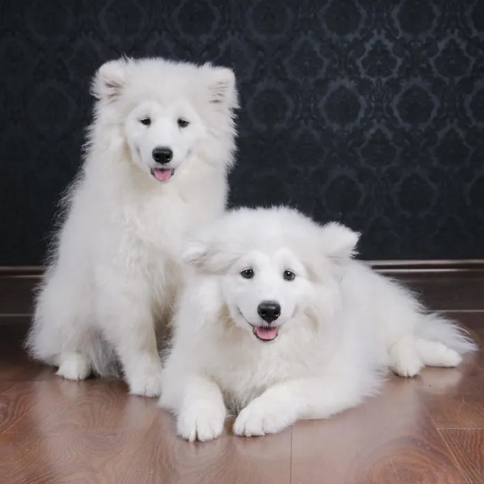 Samoyed Puppies for Sale