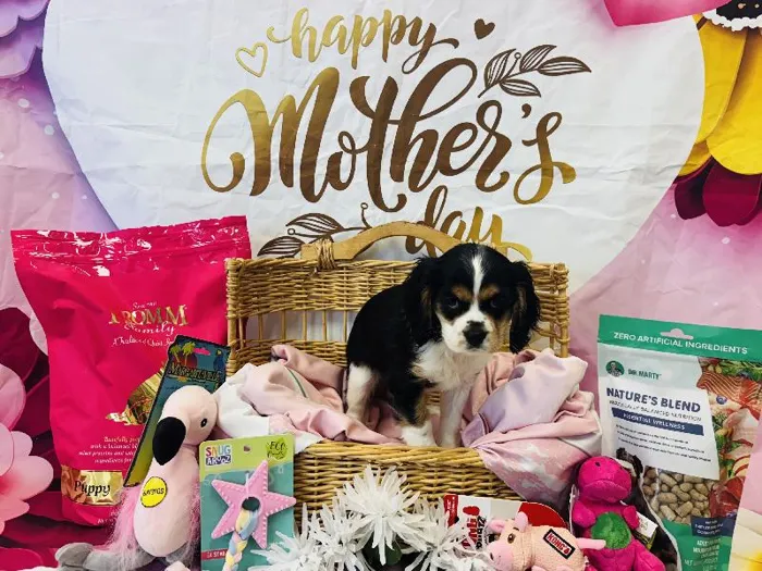 Female Cockalier (Cocker/Cavalier) Puppy for Sale in Winchester, VA