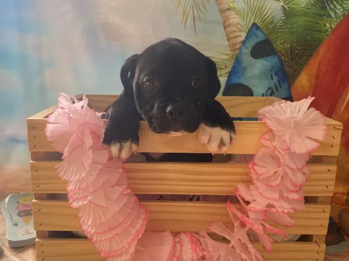 Female Boston Terrier/Bulldog Puppy for Sale in Winchester, VA