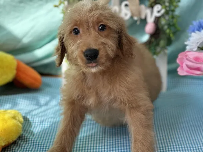 Miniature Goldendoodle image