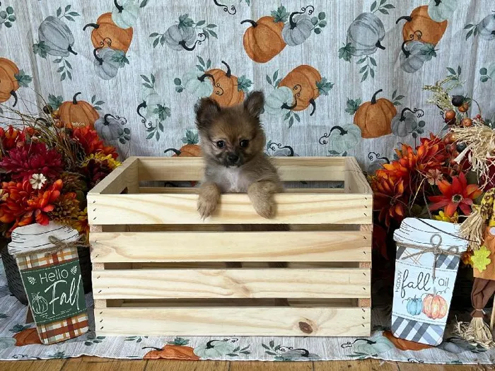 Female PomChi Puppy for Sale in Winchester, VA