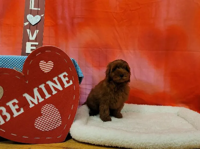 Male 2nd Gen. Cava-poo Puppy for sale