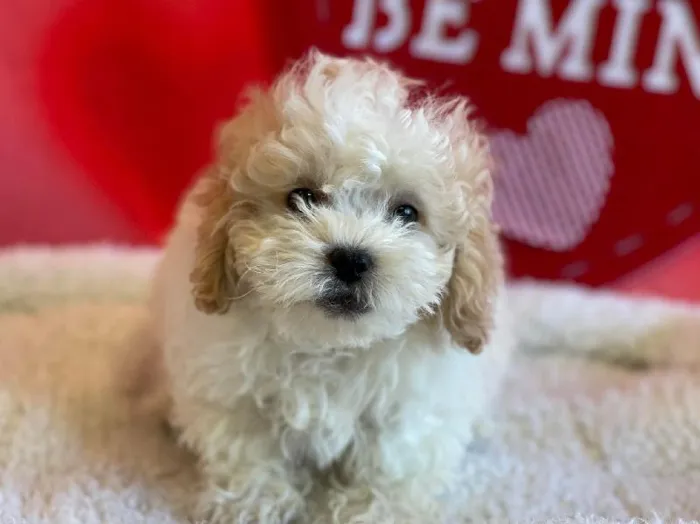 Male Daisy Dog Puppy for sale