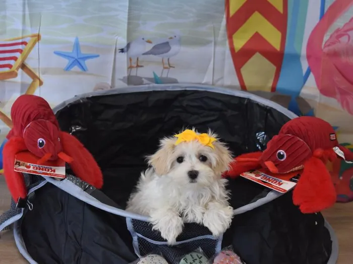 Female Havamalt Puppy for Sale in Winchester, VA