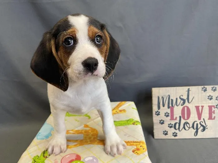 Male Beagle Cavalier King Charles Spaniel Puppy for sale