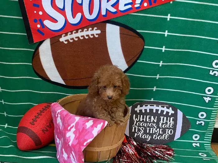 Female Toy Poodle Puppy for Sale in Winchester, VA
