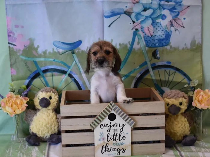 Male Shih Tzu-Dachshund Puppy for Sale in Winchester, VA