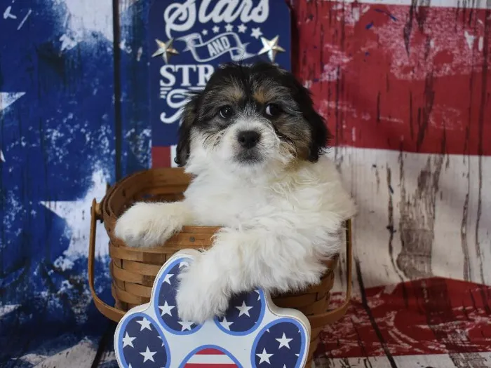 Male Shichon-Poodle Puppy for Sale in Winchester, VA