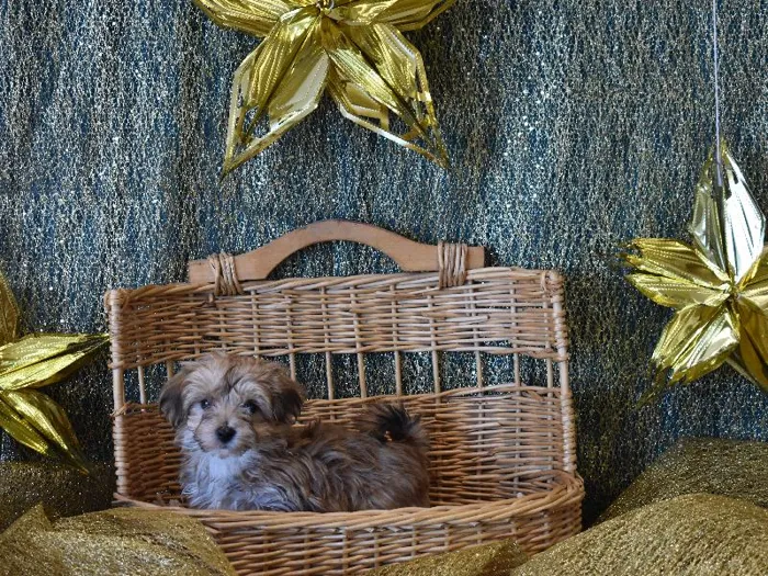 Female Morkie (Maltese/Yorkshire Puppy for Sale in Winchester, VA