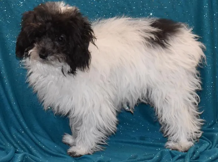 Female Havapoo Puppy for Sale in Winchester, VA