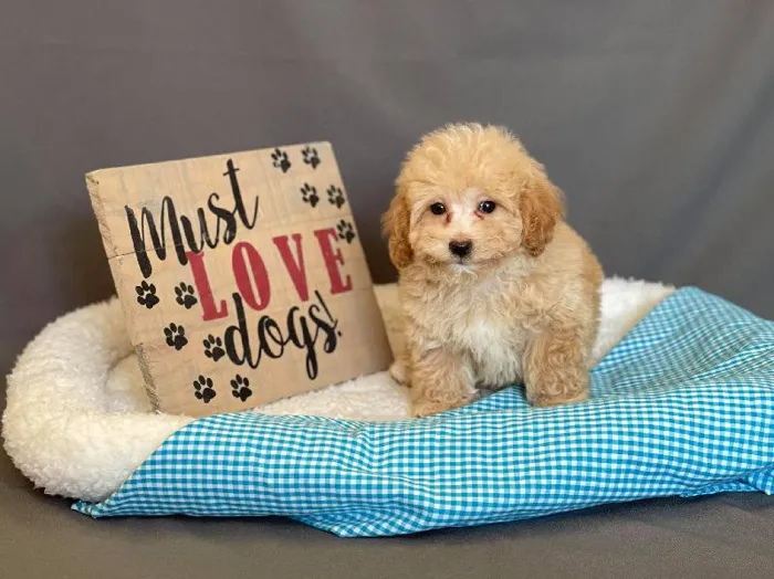 Male Poodle Mix Puppy for sale