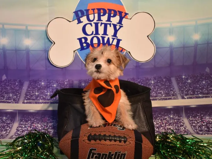 Female Yorkie Bichon Puppy for Sale in Winchester, VA