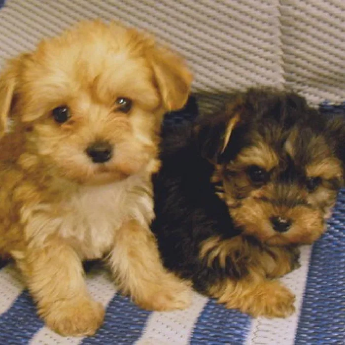 Yorkie-Poo Puppies for Sale