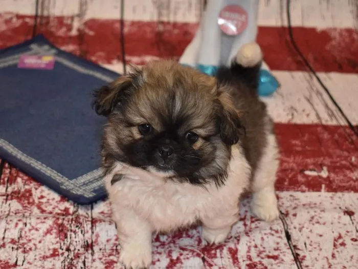 Male Pek A Poo Puppy for sale