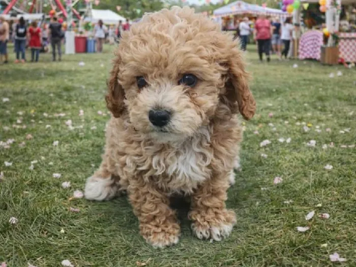 Female Bichon Poo Puppy for Sale in Winchester, VA