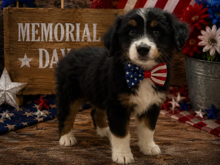Male Miniature Australian Shepherd Puppy for Sale in Winchester, VA