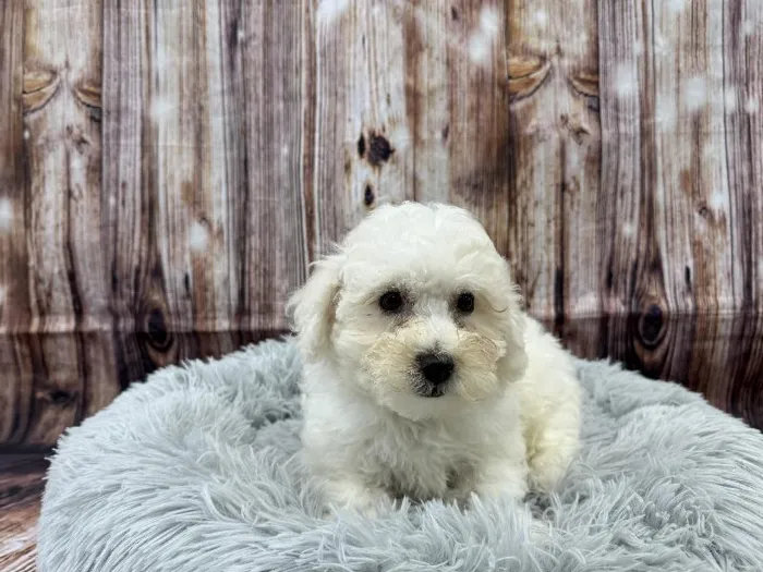 Male Bichon puppy named Archie for sale at Puppy City Winchester.