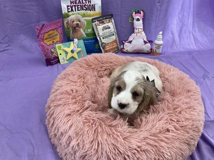 Female Cockalier (Cocker/Cavalier) puppy named Monica for sale at Puppy City Winchester.
