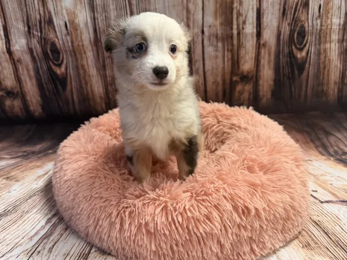 Female Miniature Australian Shepherd puppy named Barbie for sale at Puppy City Winchester.