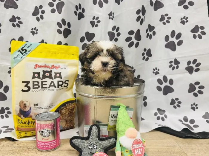 Male Shih Tzu Puppy for Sale in Winchester, VA