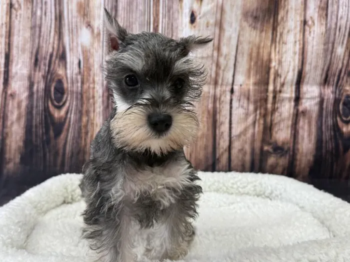 Female Mini Schnauzer puppy named Nellie for sale at Puppy City Winchester.