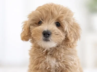 Male Maltipoo Puppy for Sale in Winchester, VA