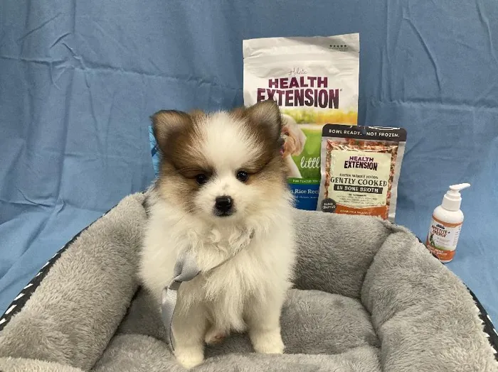 Male Pomeranian puppy named Louis for sale at Puppy City Winchester.
