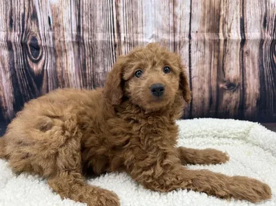 Female 2Nd Generation Mini Goldendoodle puppy named Sadie for sale at Puppy City Winchester.
