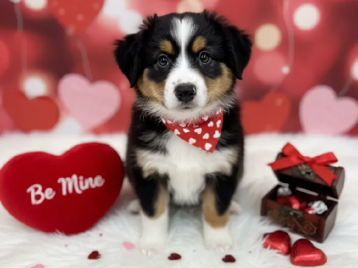 Female Miniature Australian Shepherd Puppy for Sale in Winchester, VA