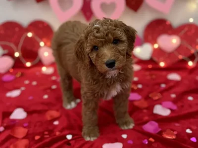 Female Aussidoodle Puppy for Sale in Winchester, VA